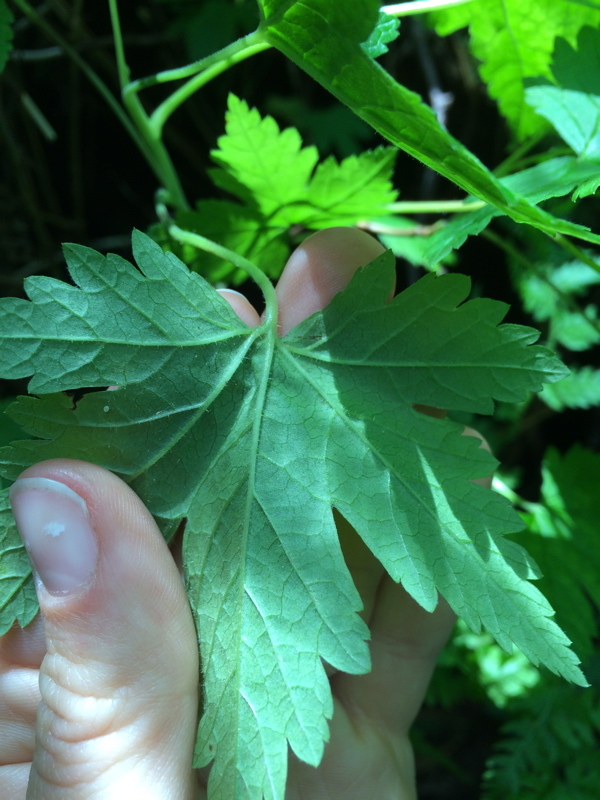 Image of trailing black currant