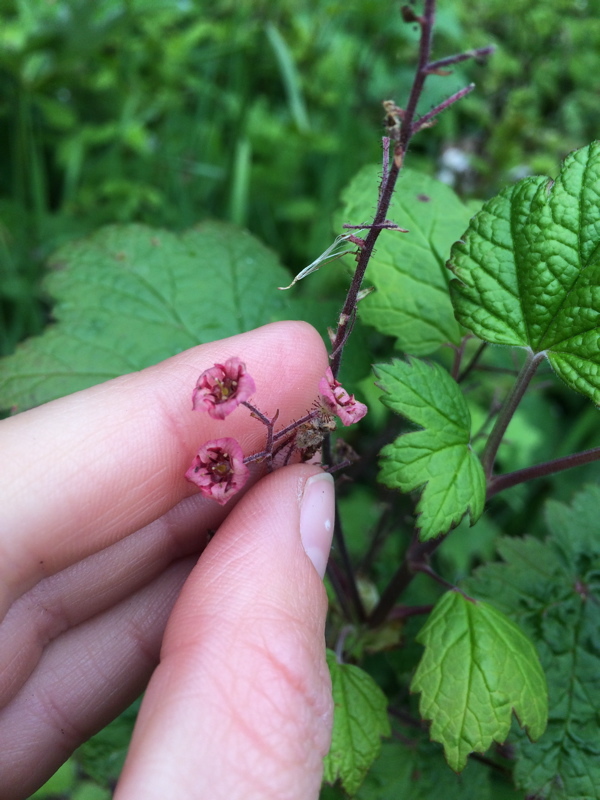 Image of trailing black currant