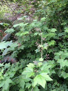 Image of trailing black currant