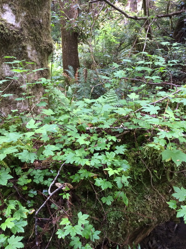 Image of trailing black currant