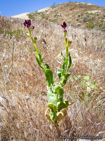 Sivun Caulanthus inflatus S. Watson kuva