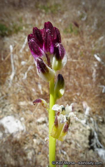 Sivun Caulanthus inflatus S. Watson kuva