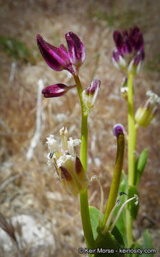 Sivun Caulanthus inflatus S. Watson kuva