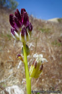 Sivun Caulanthus inflatus S. Watson kuva