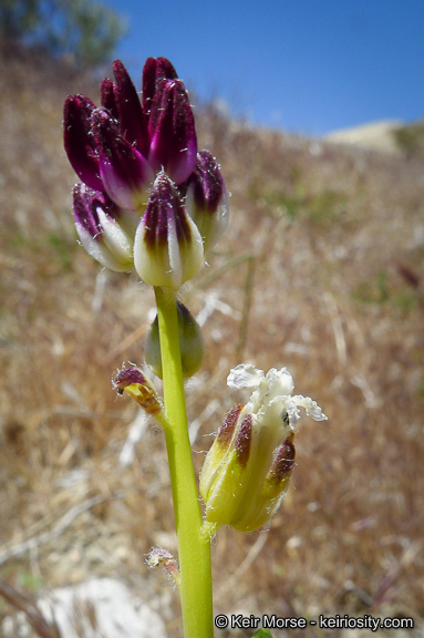 Sivun Caulanthus inflatus S. Watson kuva