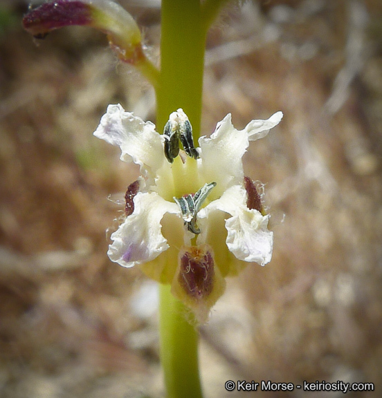 Sivun Caulanthus inflatus S. Watson kuva