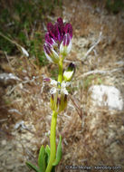 Sivun Caulanthus inflatus S. Watson kuva