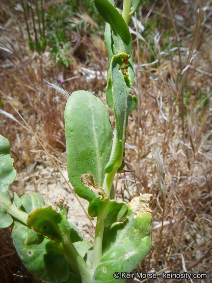 Sivun Caulanthus inflatus S. Watson kuva