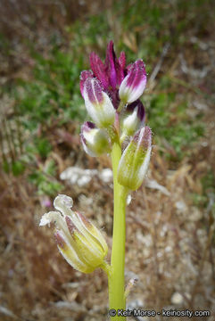 Sivun Caulanthus inflatus S. Watson kuva