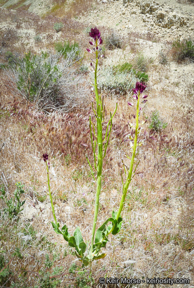 Sivun Caulanthus inflatus S. Watson kuva