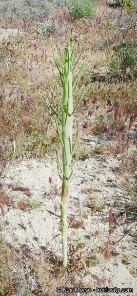 Sivun Caulanthus inflatus S. Watson kuva