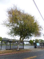 Image of Chinese elm