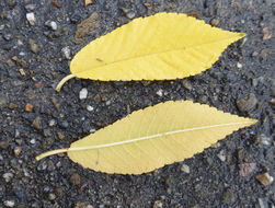 Image of Chinese elm