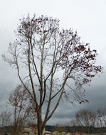 Image of American sycamore