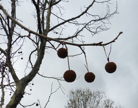 Imagem de Platanus occidentalis L.