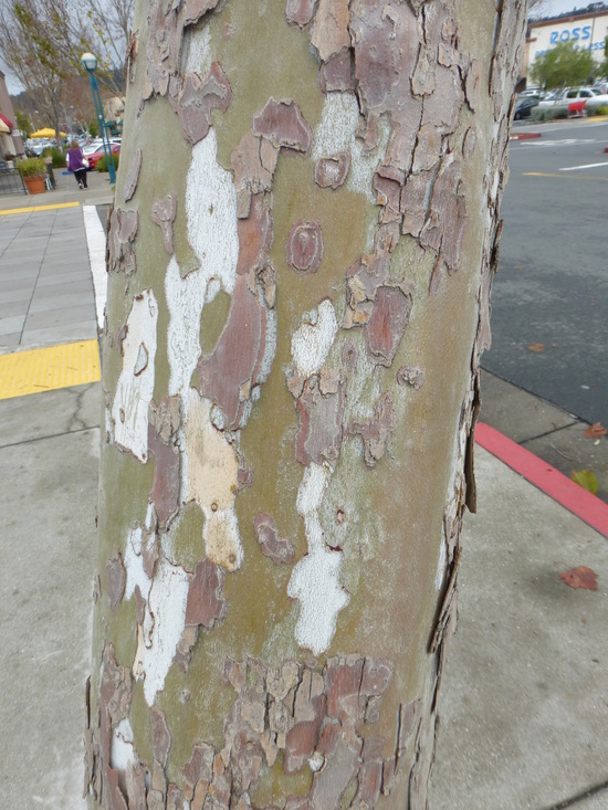 Image of American sycamore