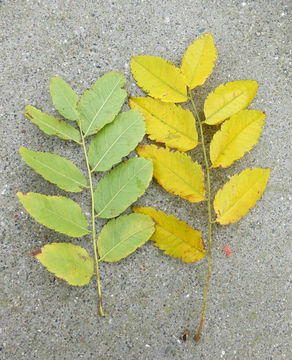 Image of goldenrain tree