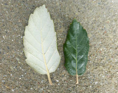 Image of Cork Oak