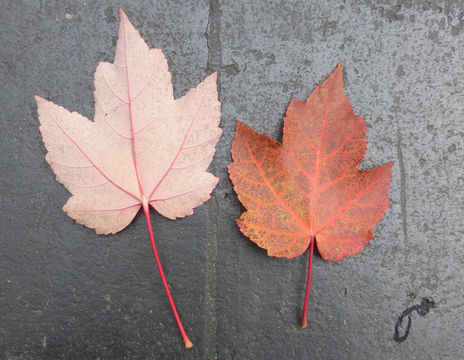 Image of Red Maple