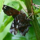 Image of Brown Pansy