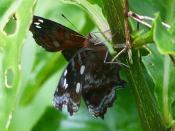 Image of Junonia natalica Felder 1860