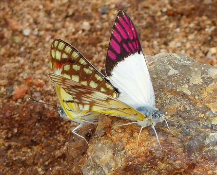 Слика од Colotis celimene (Lucas 1852)