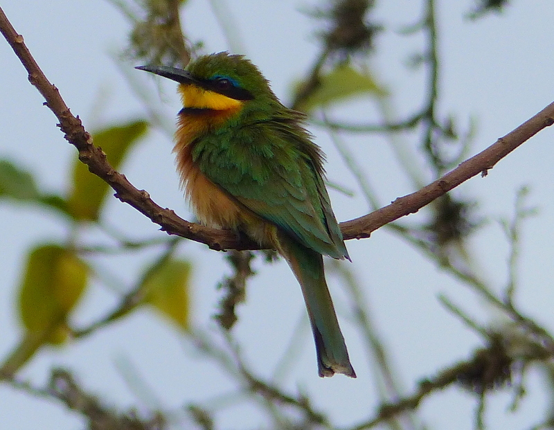 Image of Little Bee-eater