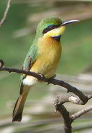 Image of Little Bee-eater