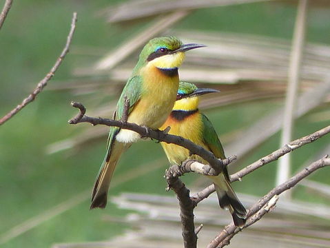 Image of Little Bee-eater