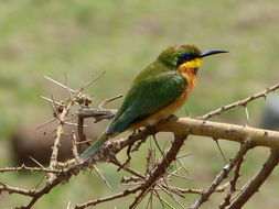 Image of Little Bee-eater