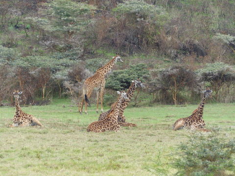 Image of Masai Giraffe