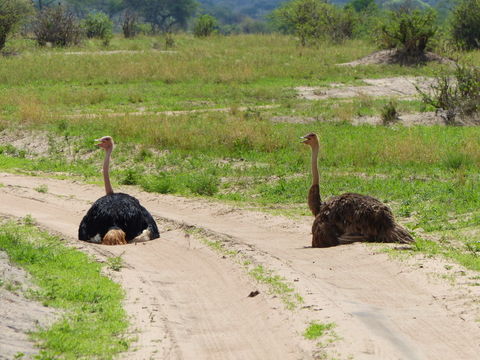 Image of Masai ostrich