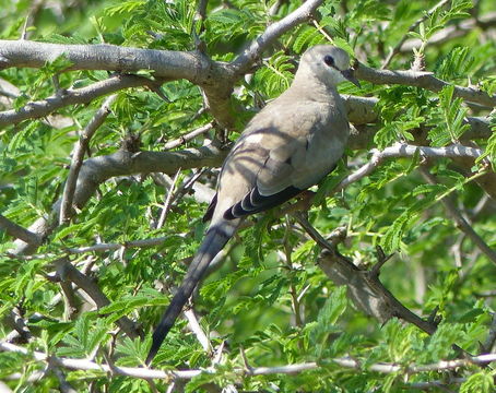 Imagem de Oena capensis (Linnaeus 1766)