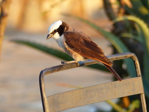 Image of Northern White-crowned Shrike