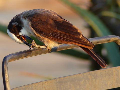 Image of Northern White-crowned Shrike