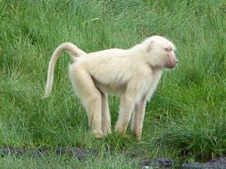 Image of Anubis Baboon