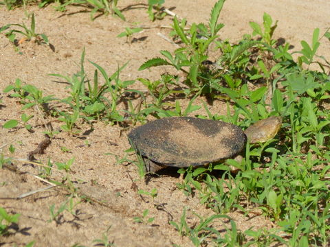 Image of Helmeted Turtle