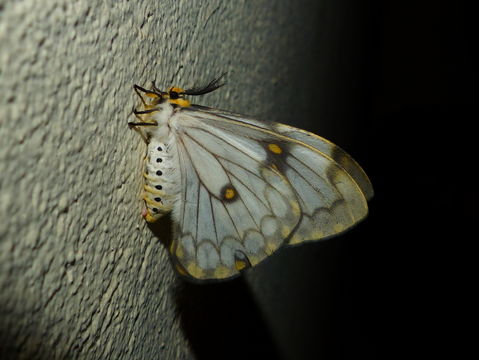 Image of Pseudaphelia apollinaris (Boisduval 1847)