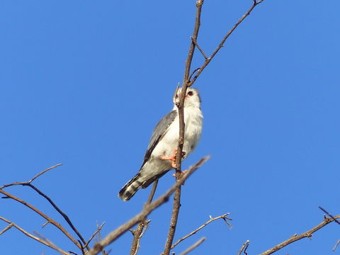 Image of African Pygmy-falcon