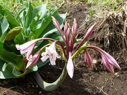 Imagem de Crinum macowanii Baker