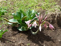 Imagem de Crinum macowanii Baker