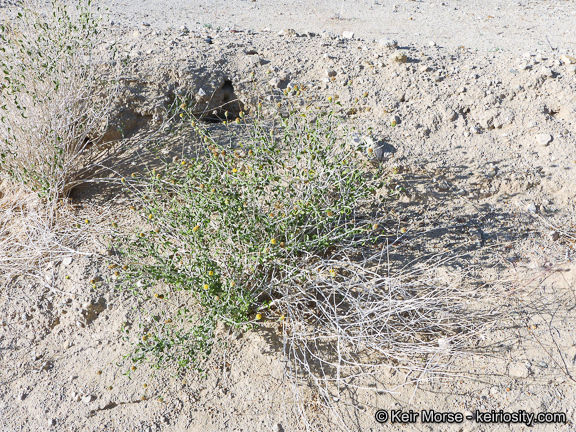 Sivun Encelia frutescens (A. Gray) A. Gray kuva