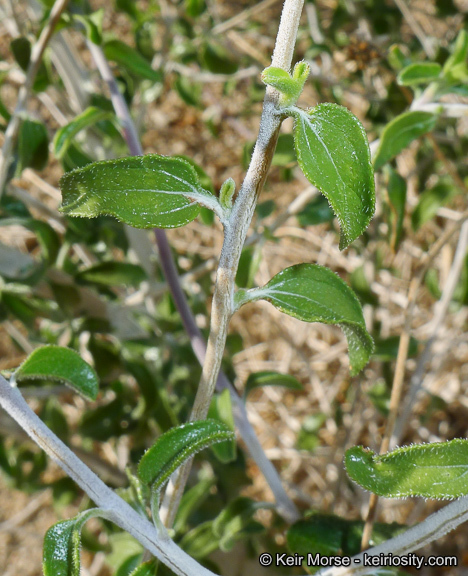 Sivun Encelia frutescens (A. Gray) A. Gray kuva