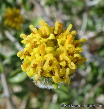 Imagem de Encelia frutescens (A. Gray) A. Gray