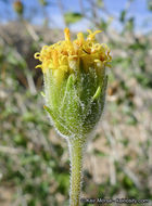 Sivun Encelia frutescens (A. Gray) A. Gray kuva