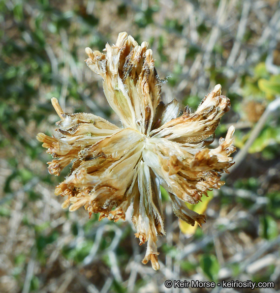 Sivun Encelia frutescens (A. Gray) A. Gray kuva