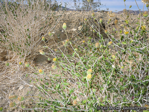 Imagem de Encelia frutescens (A. Gray) A. Gray