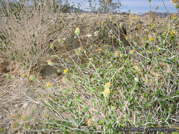 Sivun Encelia frutescens (A. Gray) A. Gray kuva