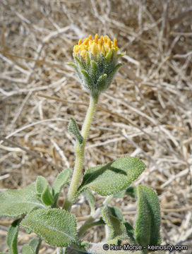 Image of button brittlebush