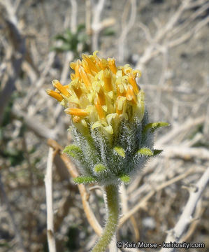 Imagem de Encelia frutescens (A. Gray) A. Gray